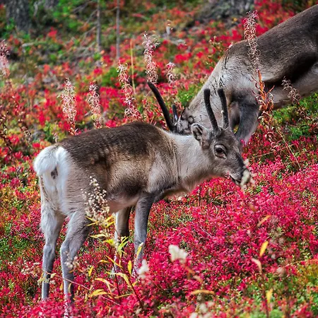 Apartamento In Lapland - Sointuilevi5 A59 *